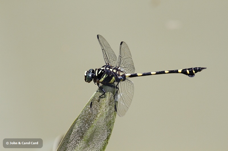 J01_1968 Ictinogomphus decoratus.JPG